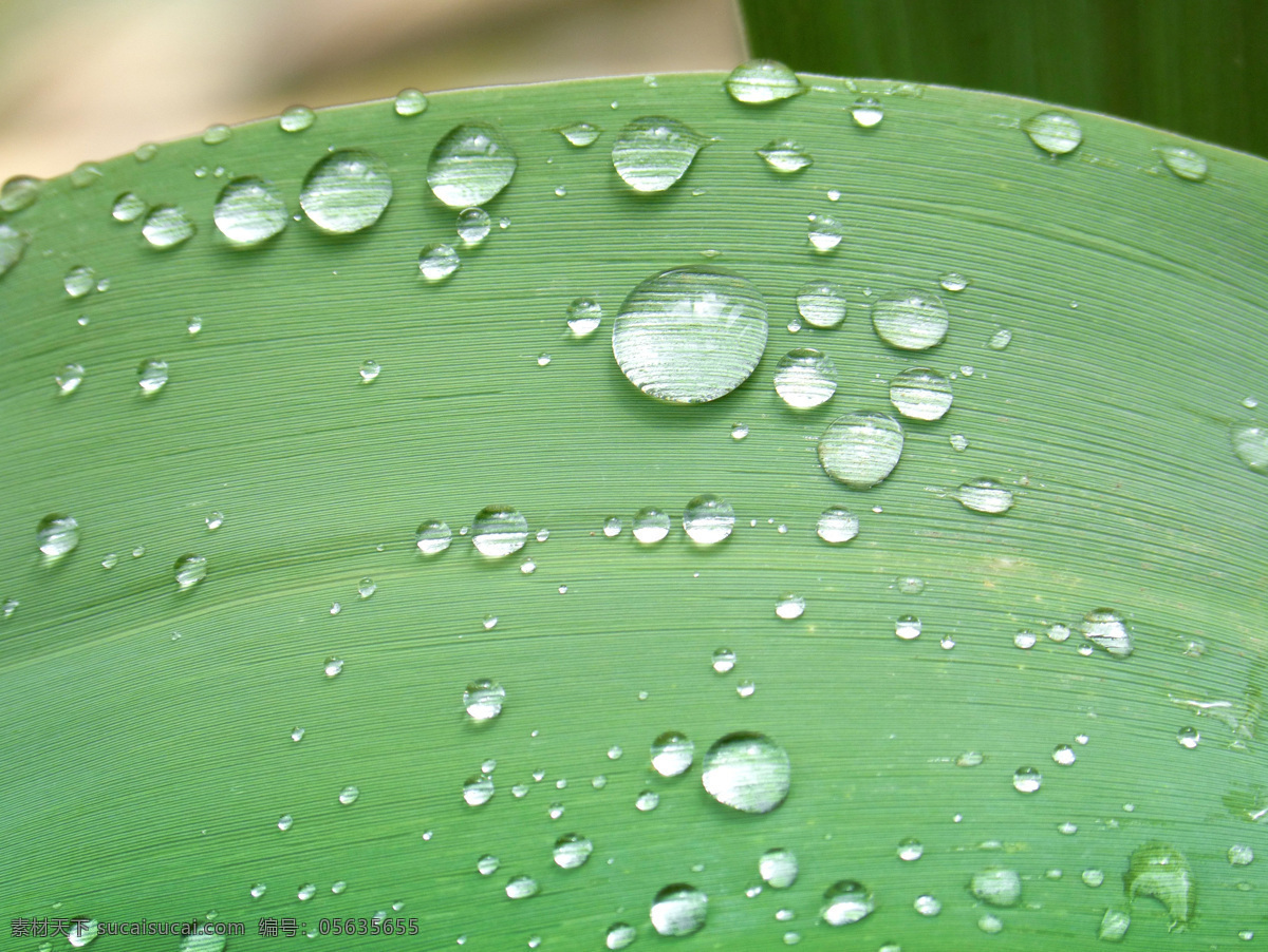 叶子上的雨滴 叶 红叶 滴 罗西奥 新鲜 雨 湿 唯美图片 唯美壁纸 壁纸图片 桌面壁纸 壁纸 背景素材 手机壁纸 创意 生物世界 花草