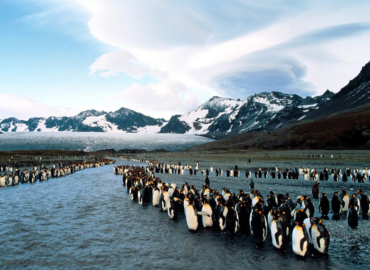 企鹅 海洋动物 摄影图 生物世界