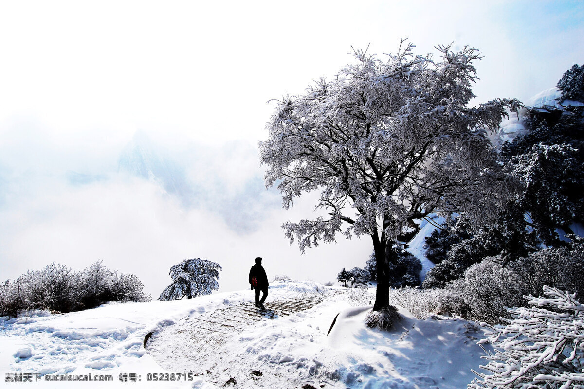 华山雪景 华山 冰树 陕西 冬景 险峻 中国意境 旅游摄影 国内旅游