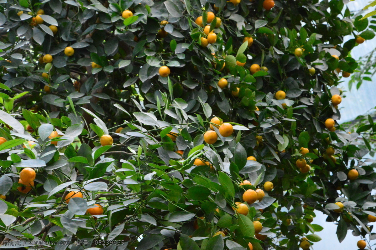 柑橘 温室景观 温室美景 蜜桔 蜜橘 水果 果实 果蔬 枝叶 观赏植物 花卉 绿化景观 植物 园林美景 果品果实 生物世界