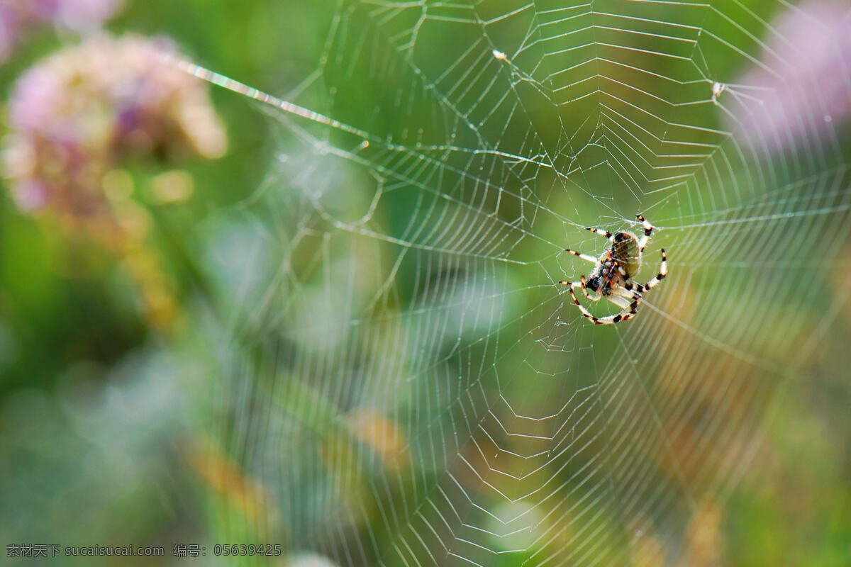 编织梦想 蜘蛛 蜘蛛网 坚持不懈 摄影素材 昆虫 生物世界 绿色