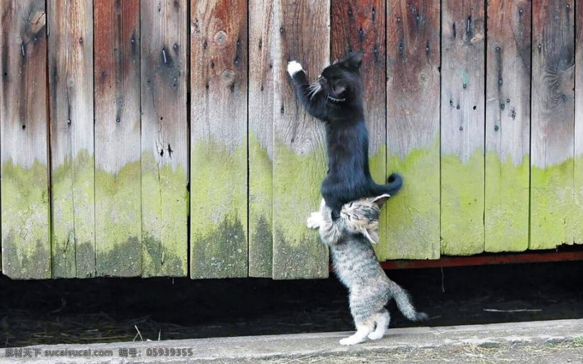 可爱 猫咪 帮助 朋友 卡通 动漫