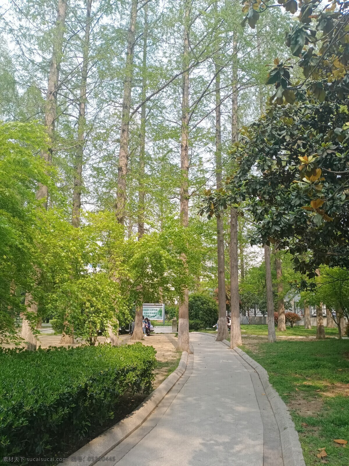 公园小路 小路 公园 城市 风景 园林 树木 摄影图片 自然景观 自然风景