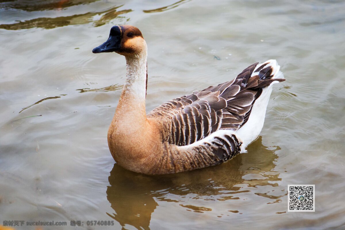 野鸭 浐灞湿地公园 西安 湖 水禽 旅游摄影 国内旅游