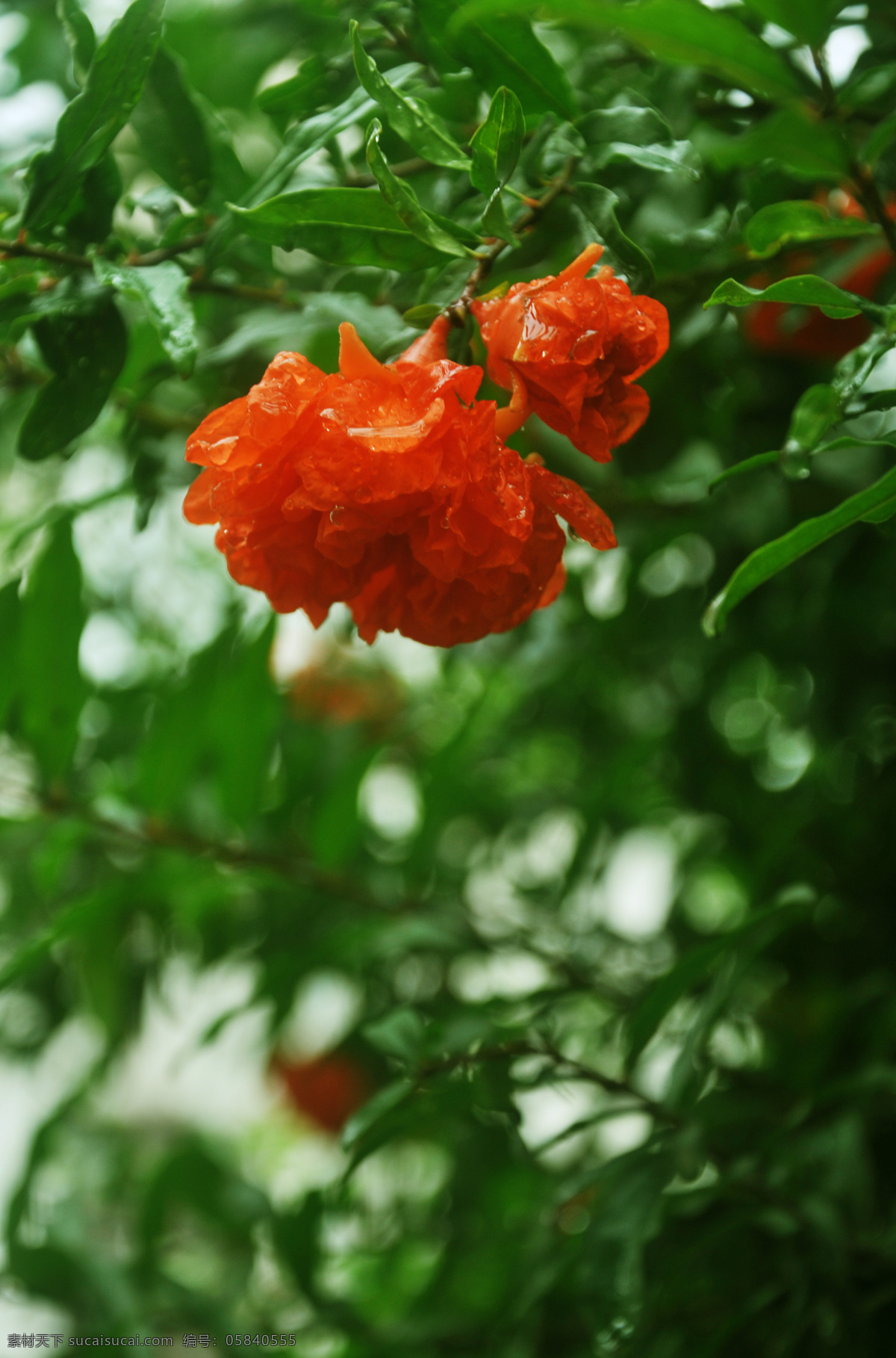 雨后石榴花 花 石榴花 雨后 红花绿叶 生物世界 花草 摄影图库