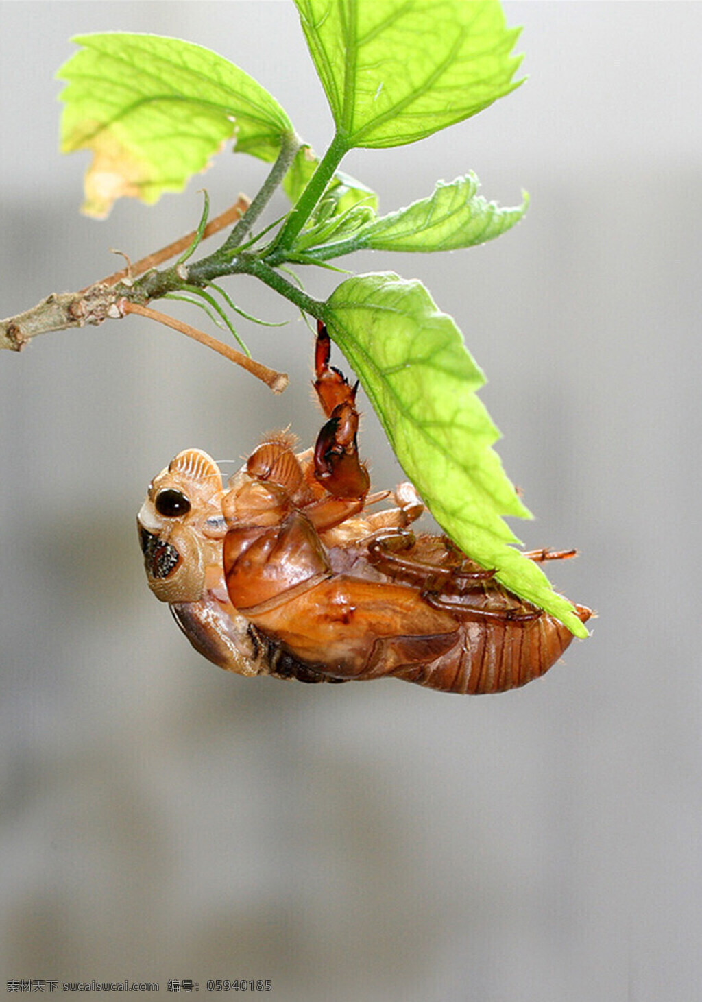 金蝉 金蝉脱壳 知了猴 绿叶 生物世界 昆虫 摄影图库