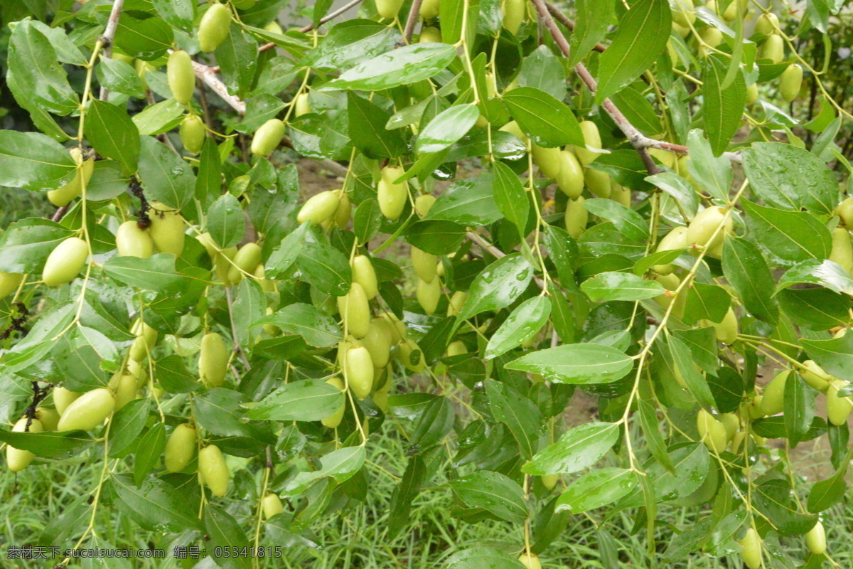 雨露青枣 雨露 水珠 枣 青枣 果实 枝叶 枣树 花草 植物 园林绿化 绿化景观 果品果实 生物世界 水果