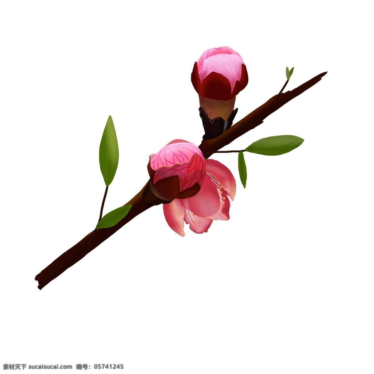 手绘 桃花 花苞 商用 桃花节 植物 粉色