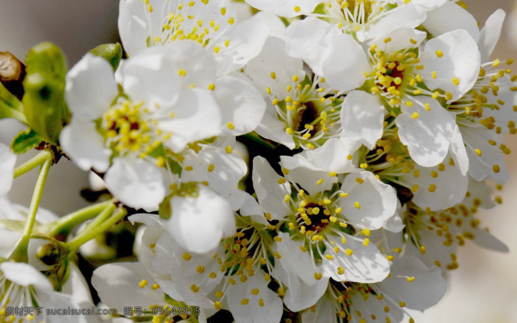 位图免费下载 超高清 服装图案 花朵 位图 植物 写实花卉 面料图库