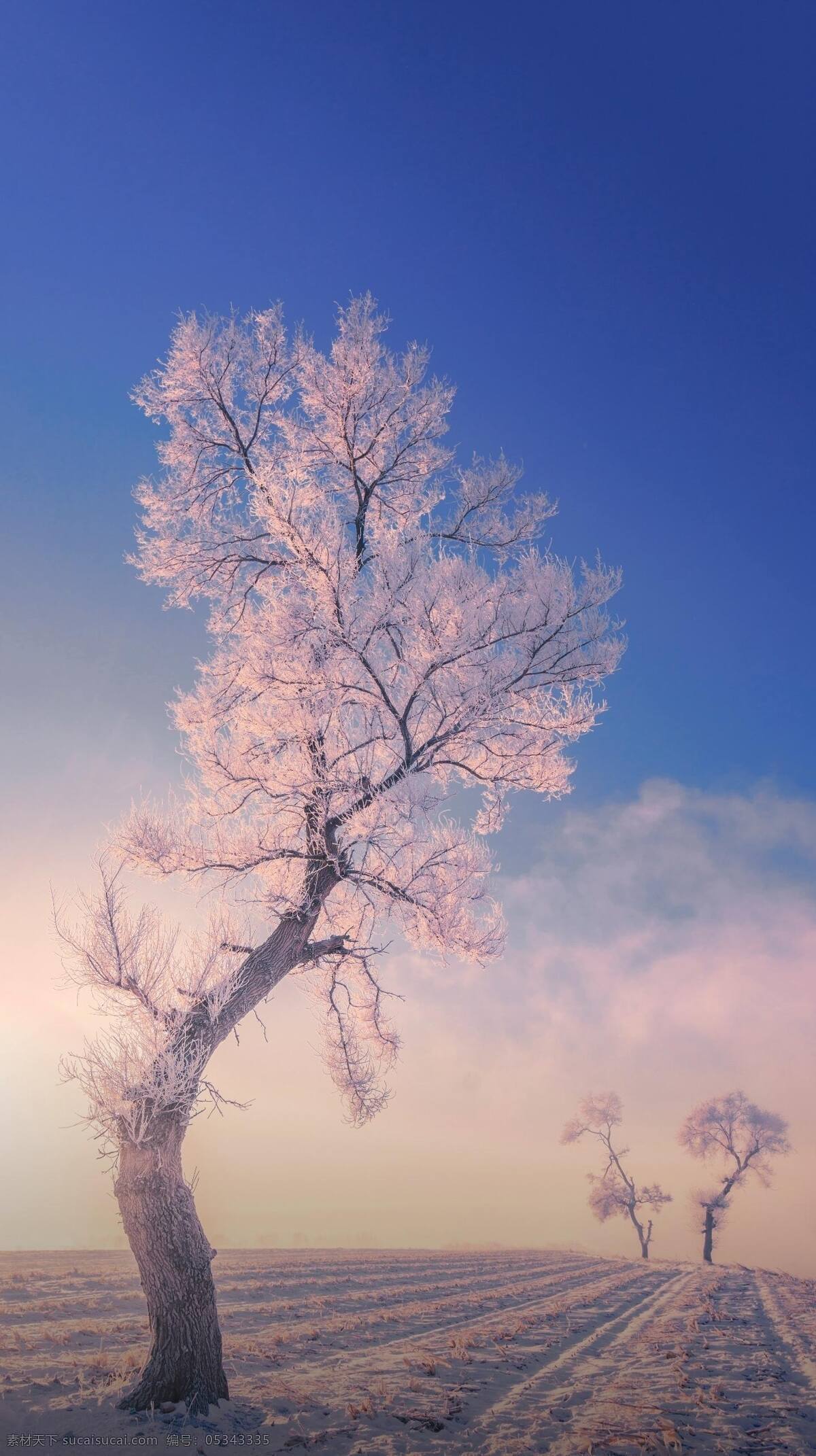 冰雾 树 冬天 雪 蓝天 天空 自然 美景