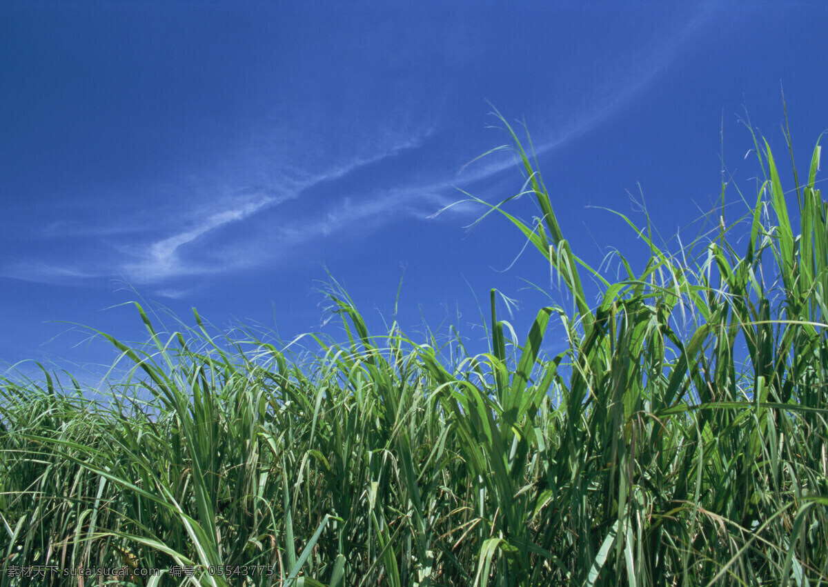 甘蔗 农产品 农作物 生物世界 其他生物