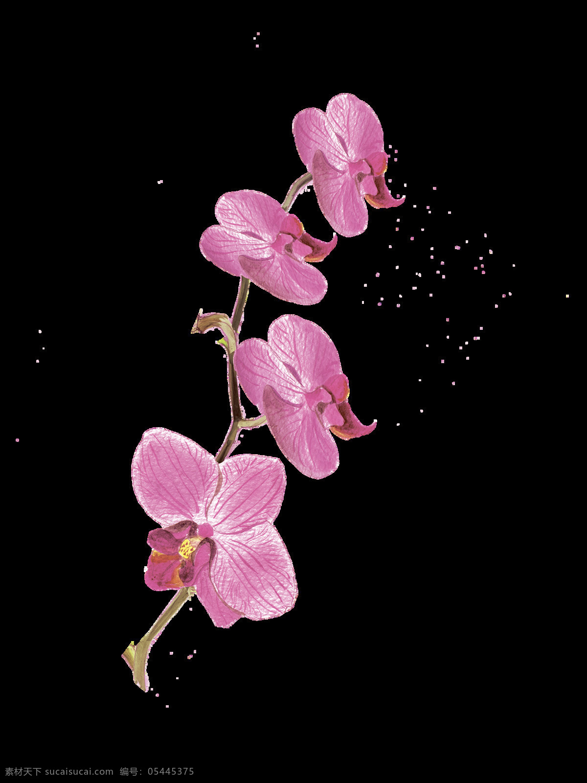 水彩 野花 红花 叶子 手绘 水彩画素材