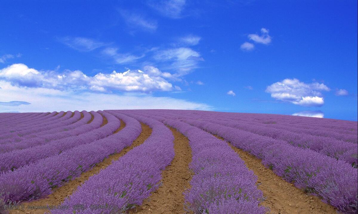 唯美 薰衣草 花海 花卉 花朵 花草 植物