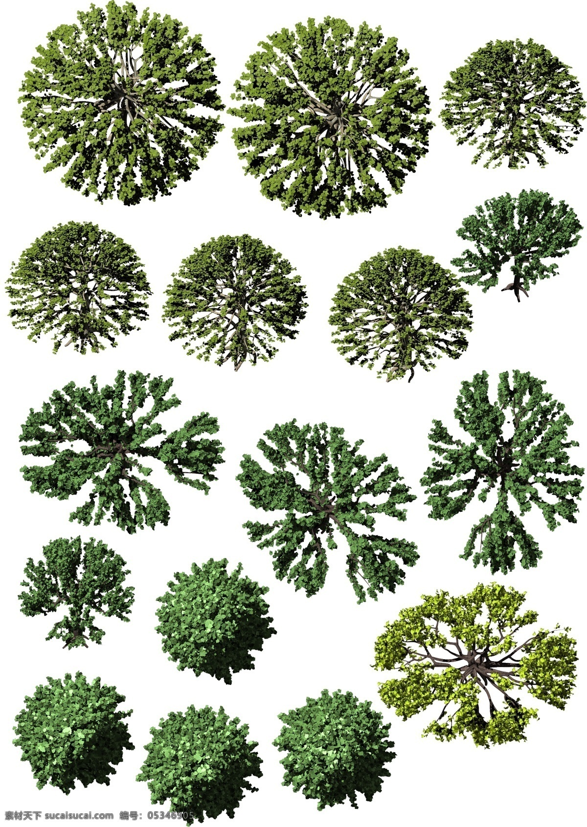 景观 平面 树 标 写实 风格 平面树标 植物 白色