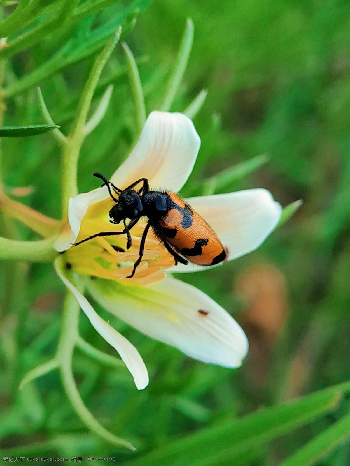 昆虫与花 植物 昆虫 大自然 手机摄影 自然景观 自然风景