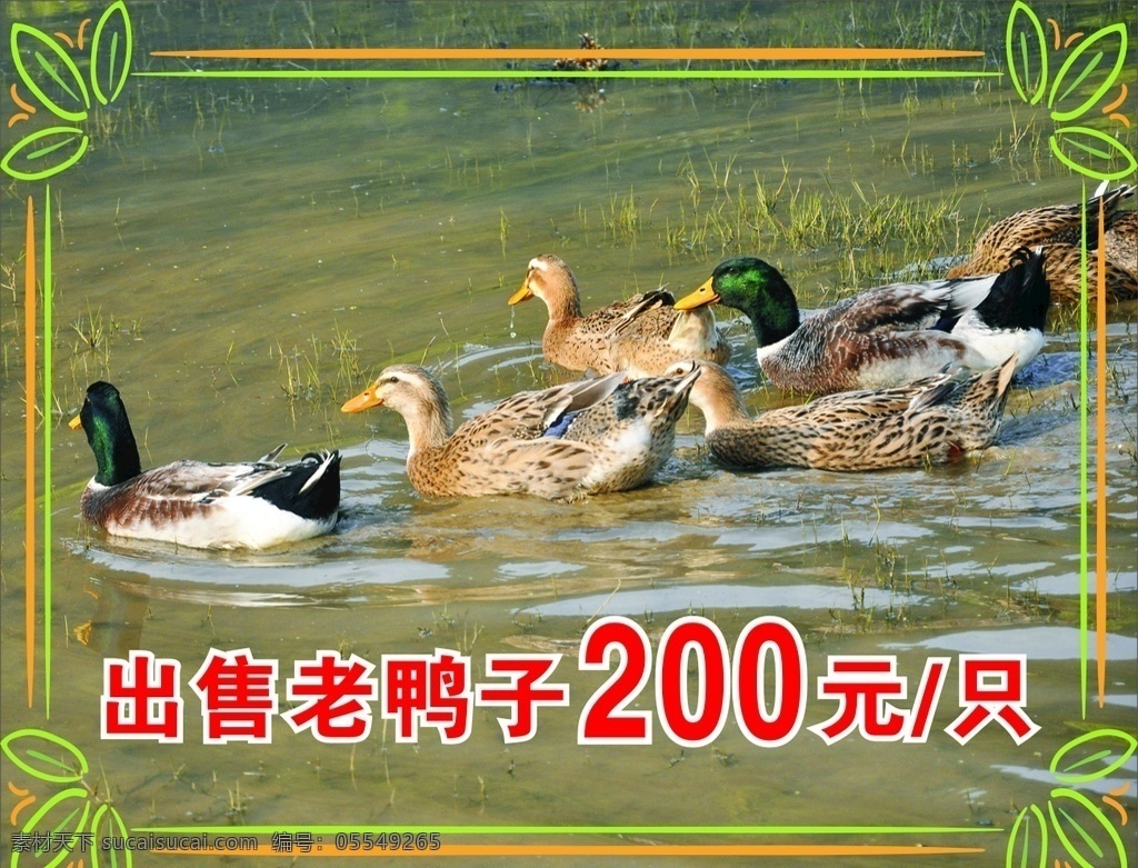 生态 养鸭 基地 写真 老鸭 出售 名片 宣传 创意 特色菜 原汁原味 特色类 菜品 江湖岁月 粗茶淡饭 开味小菜 铁板 干锅 汤类 宣传海报类
