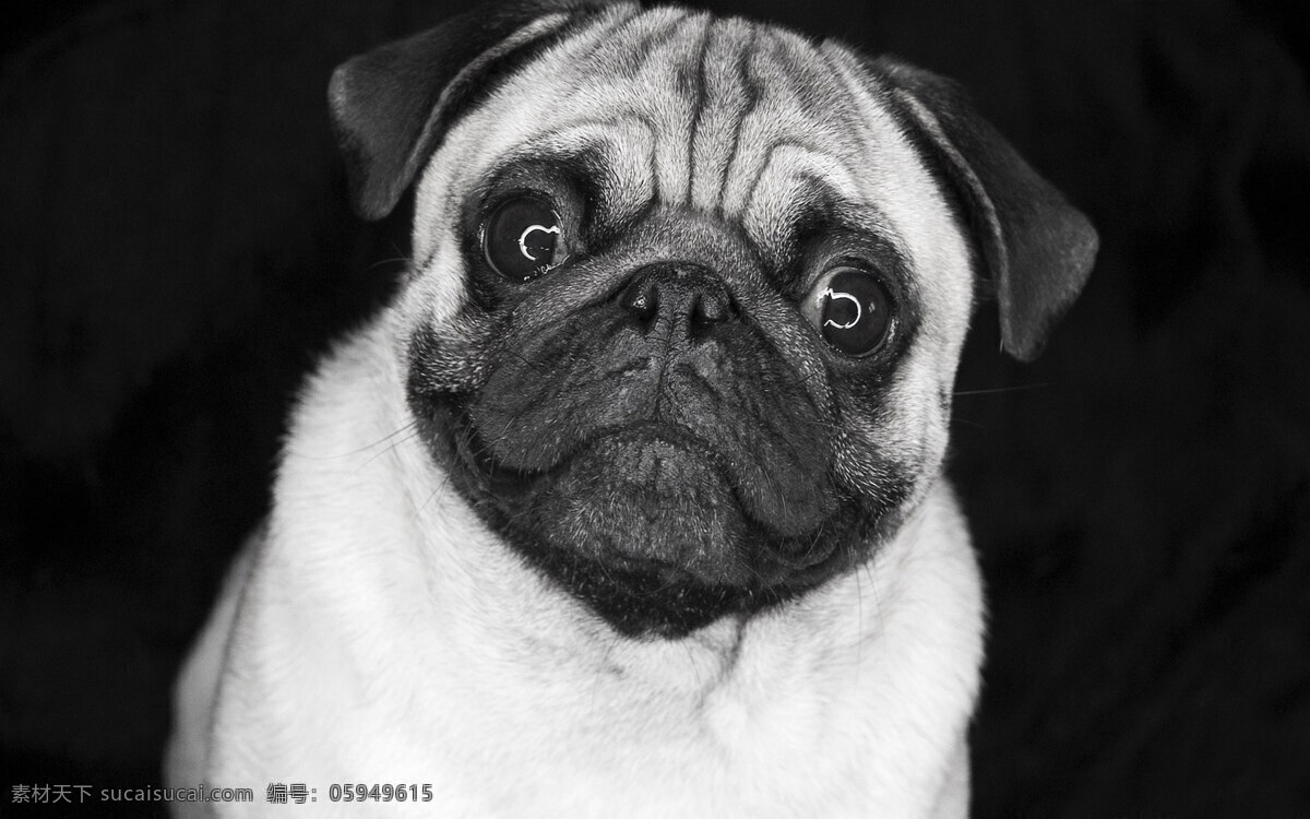高清 巴哥 犬 宠物 狗狗 可爱 小狗