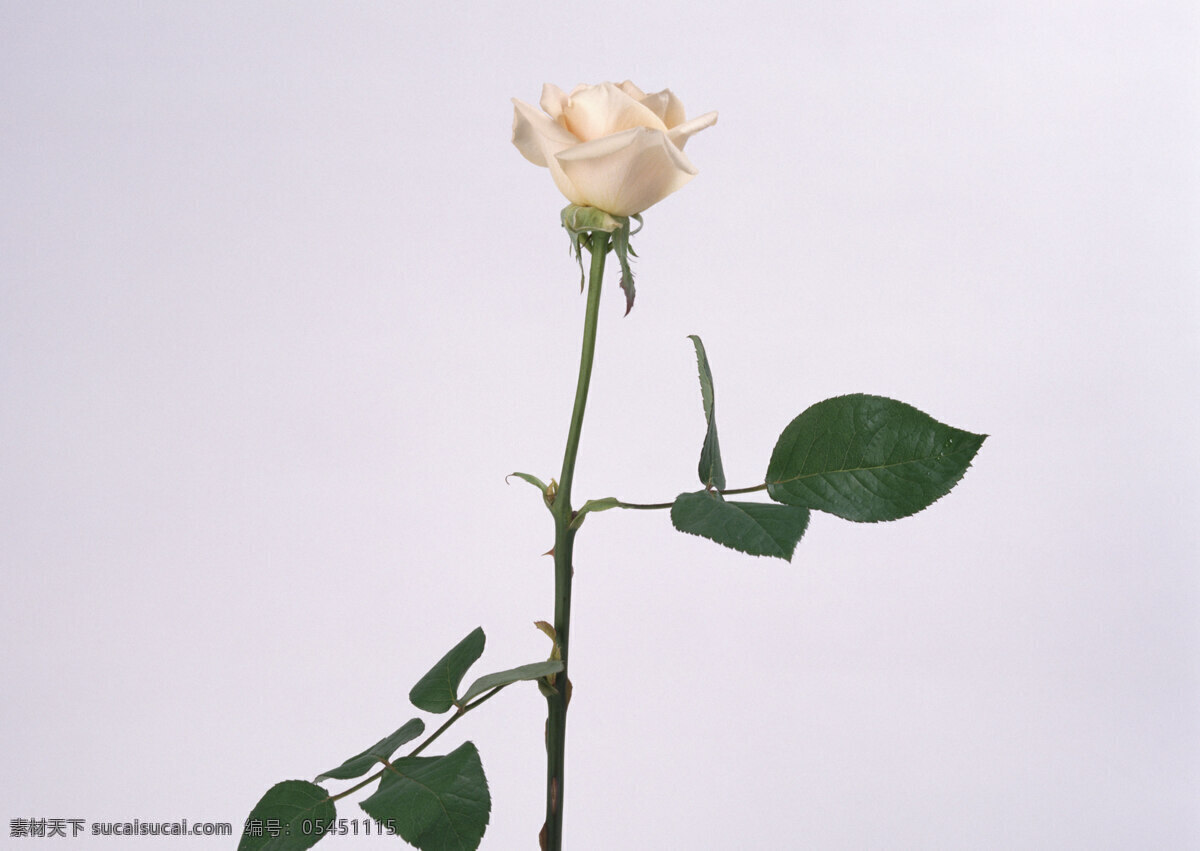 花卉 特写 白色 花朵 玫瑰 鲜花