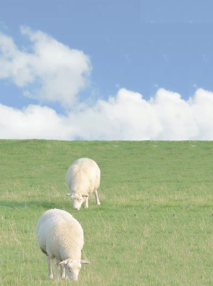 羊 野生 动物 可爱 生物世界 家禽家畜