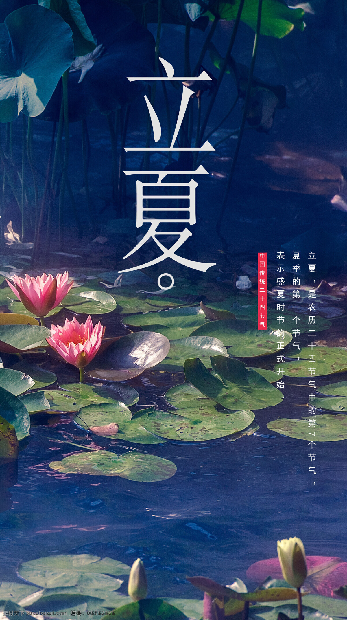 立夏 夏天 海报 荷花 水 荷叶 风景 心情 清凉