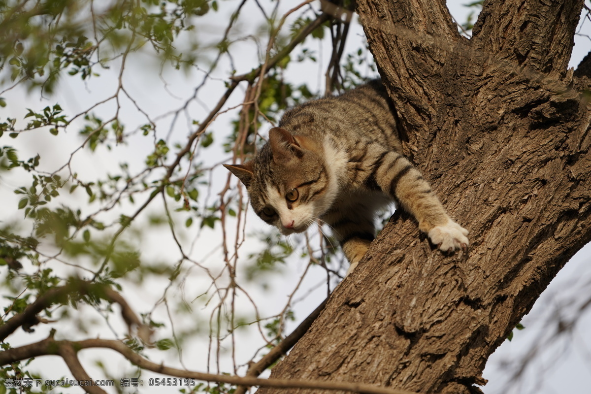 猫咪爬榆树 淘气 猫咪 爬树 可爱的小猫 捕捉小鸟 猫咪摄影 哺乳动物 生物世界 家禽家畜