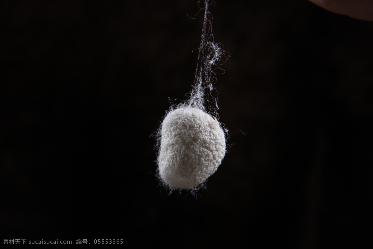 蚕蛹 蚕 双宫茧 白色 蚕丝 其他生物 生物世界