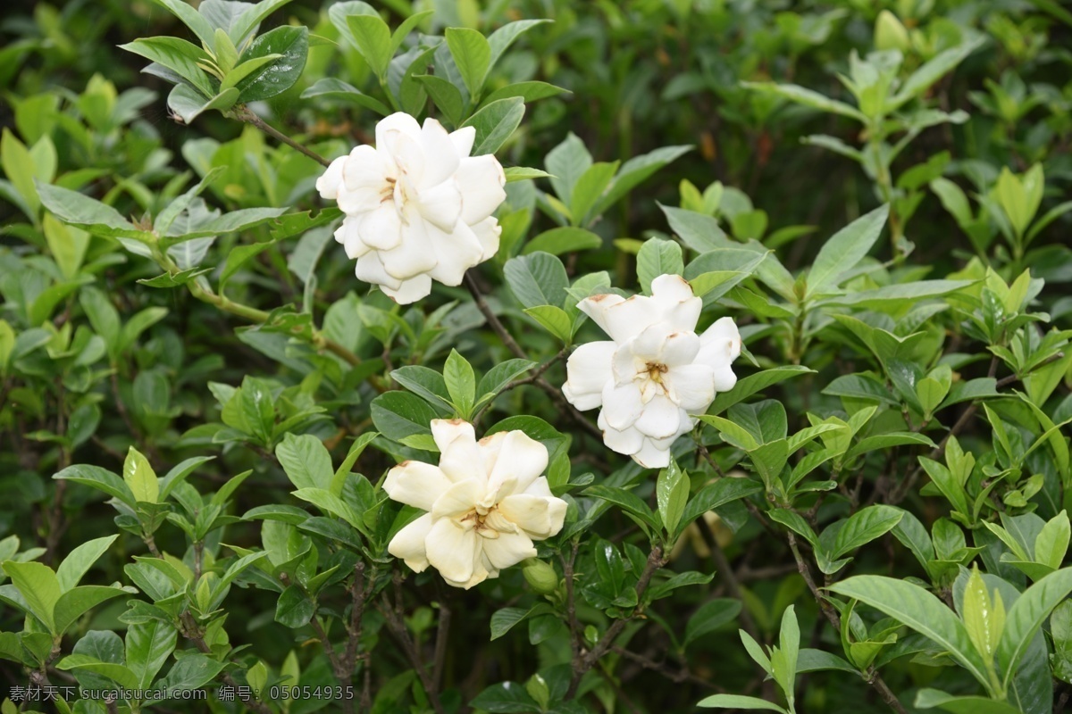 栀子花 白色花 花朵 鲜花 花瓣 盛开 花草 植物 生物世界 花卉