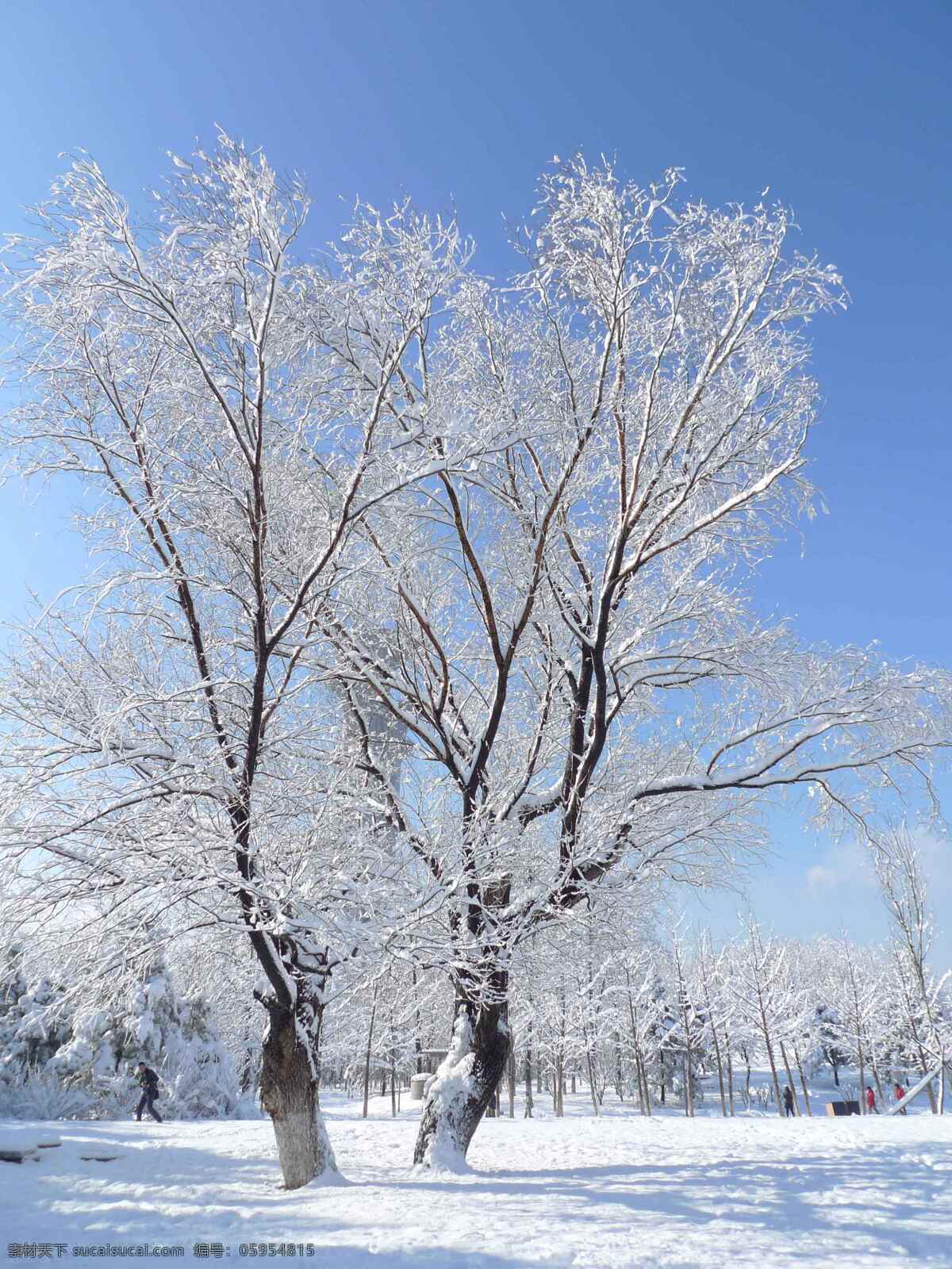 冬景 雪 树 冬季 树挂 自然景观 山水风景