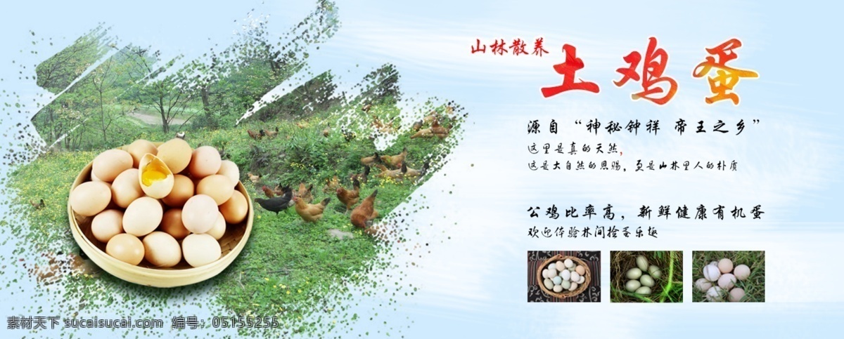 正宗 土 鸡蛋 食品 宣传海报 土鸡蛋 海报 林中 网页 banner