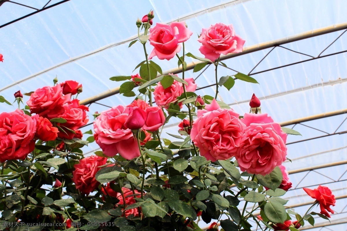 玫瑰 玫瑰花 玫瑰树 粉红玫瑰 花朵 花蕾 枝叶 花棚 玫瑰之约 花草 生物世界