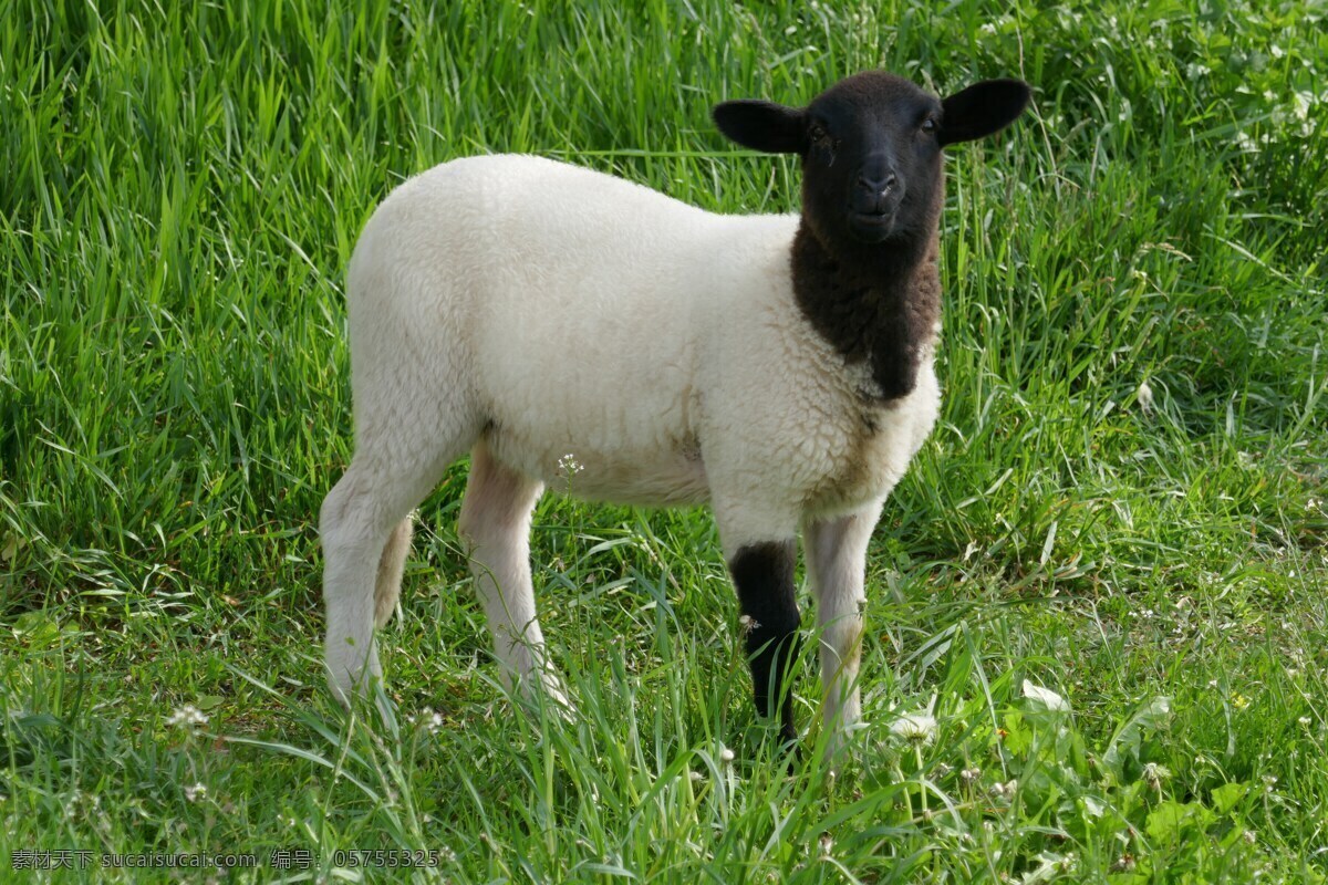 农场 里 可爱 绵羊 可爱的绵羊 家畜 牲畜 羊群 小绵羊 小羊羔 羊羔 农牧业 畜牧业 种植业 养殖业 生物世界 家禽家畜
