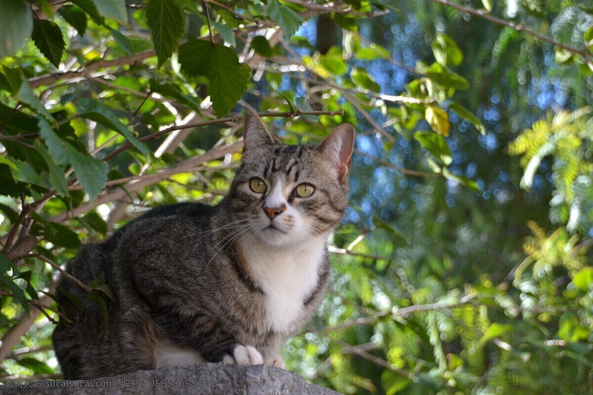 猫 灰猫 宠物 猫咪 动物 猫的素材 猫的海报 生物世界 家禽家畜