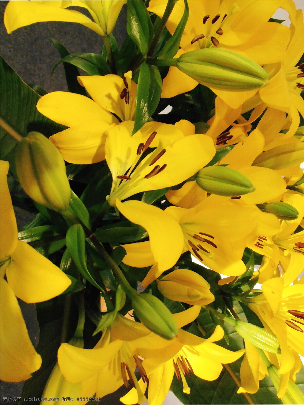黄 百合花 高清 黄色百合花 百合 黄色百合 黄色花朵 花朵