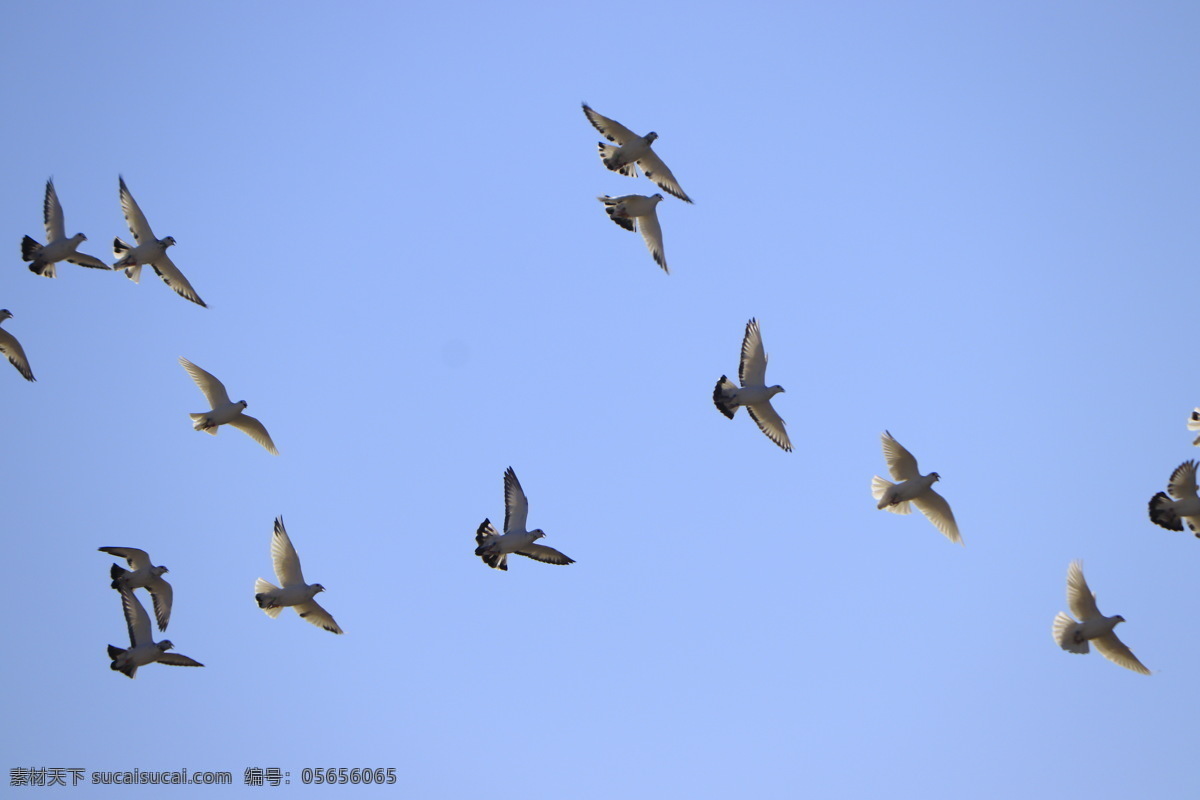 家养 鸽子 群 蓝天 飞翔 鸽子群 自由 摄影图 鸟 动物