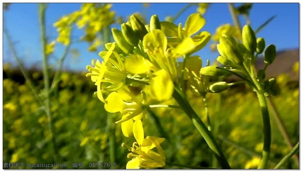 油菜花 特写 视频 高清视频素材 视频素材 动态视频素材 蜜蜂 动物