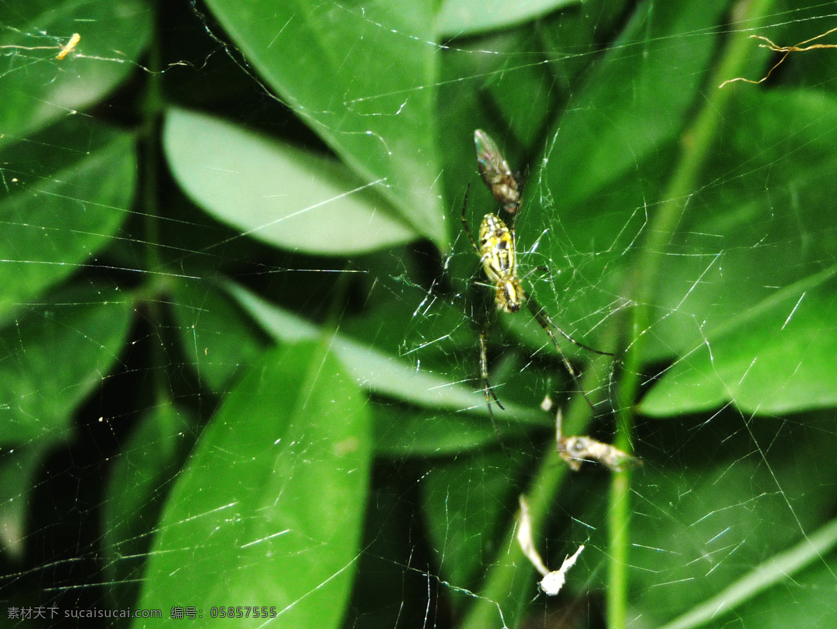 蜘蛛捕食 蜘蛛 夏天 绿色景观 昆虫世界 昆虫 生物世界