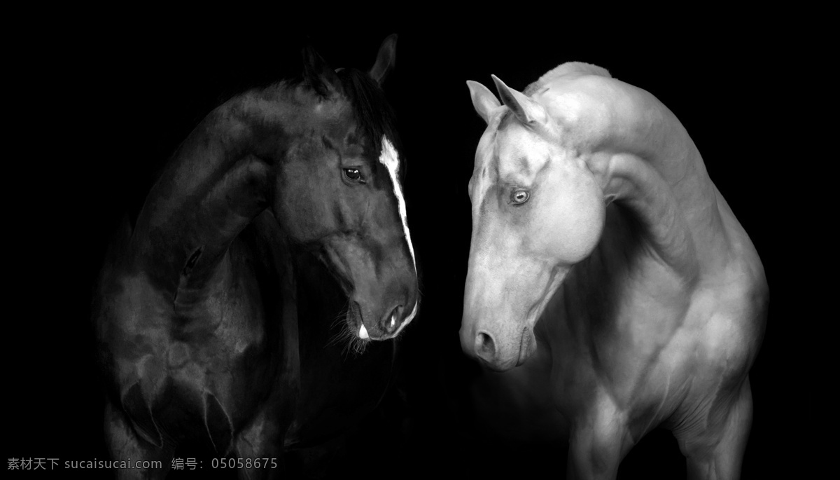 黑白马摄影 唯美 可爱 家畜 生物世界 家禽家畜 马 骏马 白色的马 马头 漂亮的马 可爱的白马 动作 奔跑 动物 黑白马 黑白摄影 现代摄影 环境设计 室内设计