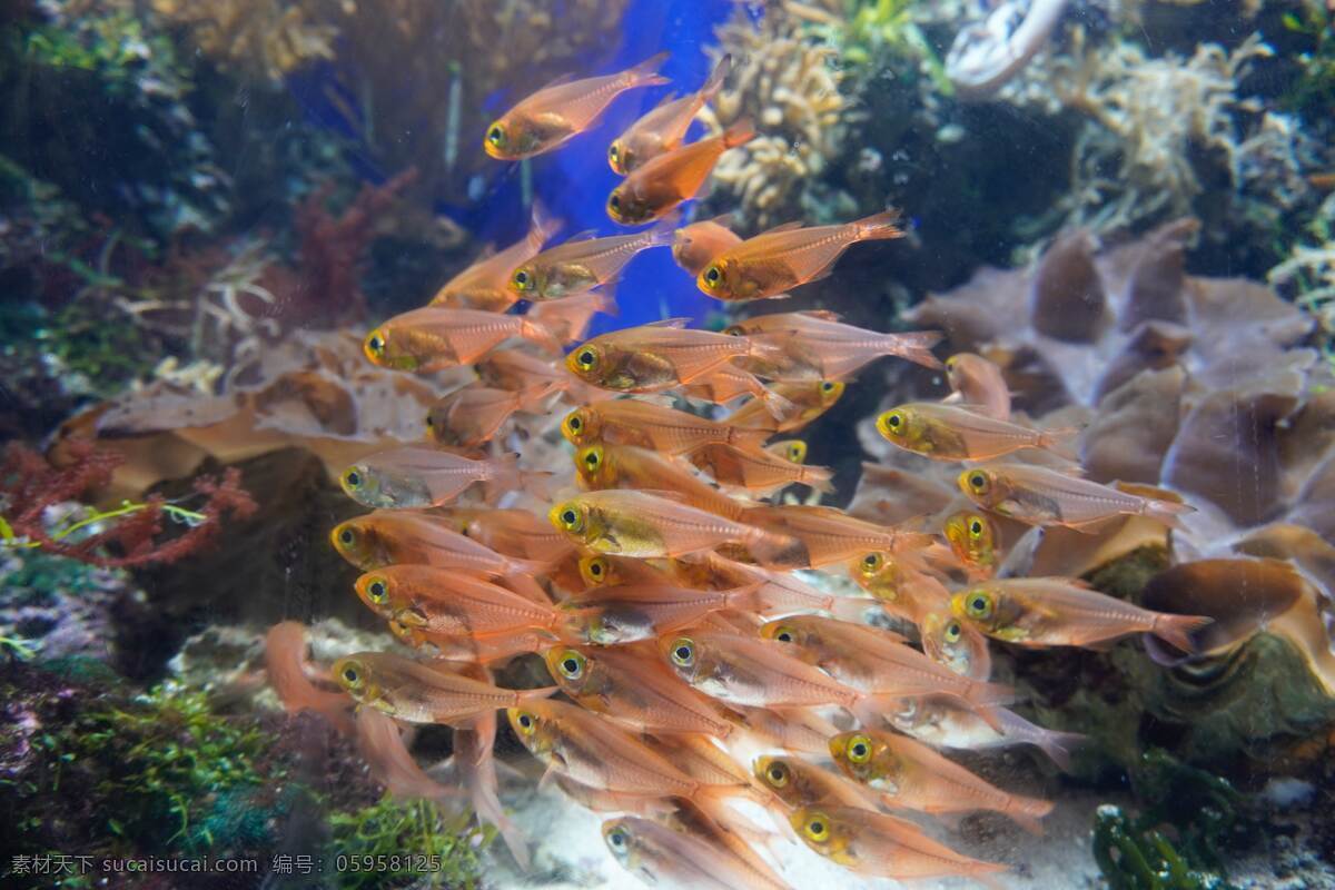 金鱼 拍照 照片 拍摄 壁纸 高清 特写 鱼 鱼类 生物世界