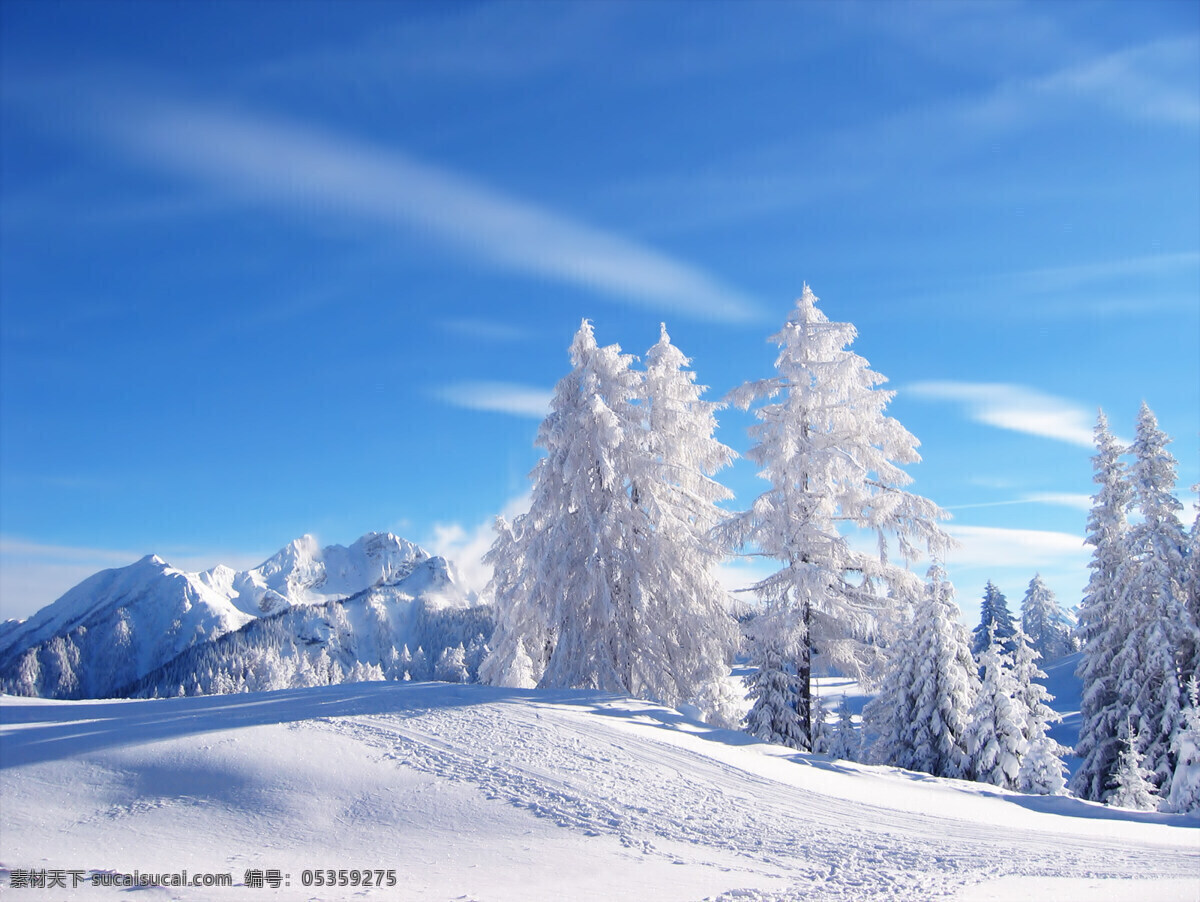 雪的世界 雪 白雪皑皑 白雪 雪山 雪地 脚印 雪松 树木 蓝天 白云 纯净 自然 自然风景 自然景观