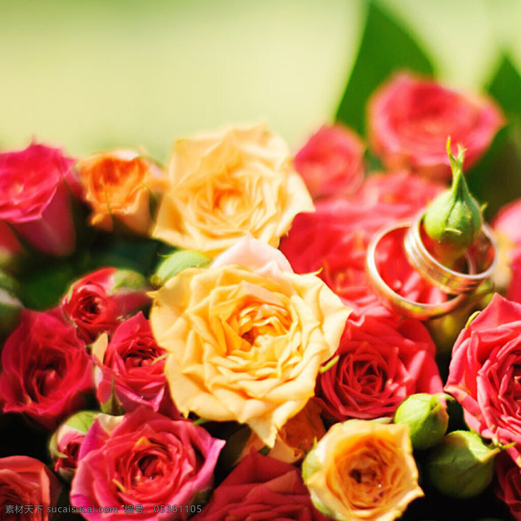 简约 玫瑰花 背景 图 唯美 红色 玫瑰 浪漫 女装 护肤品 大气 黄色