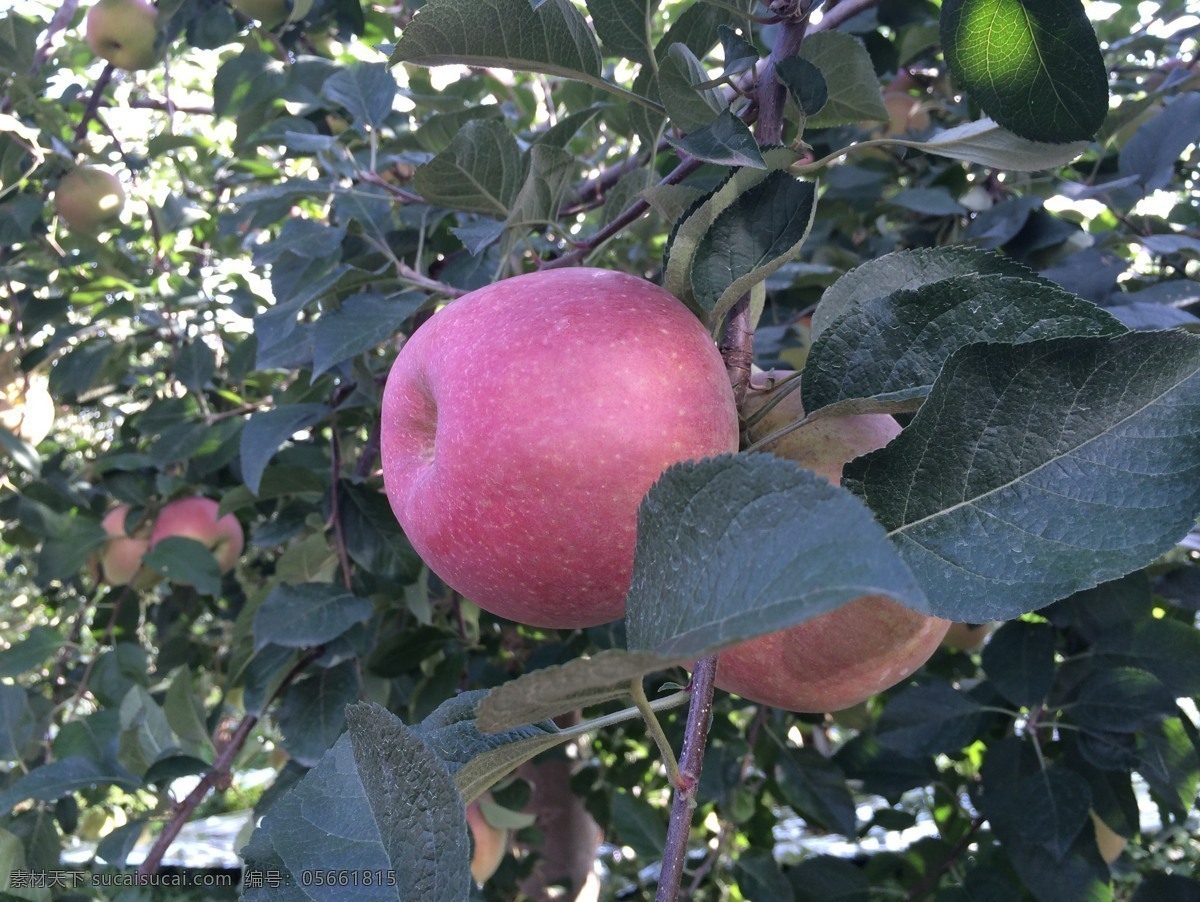 昭通苹果 苹果园 苹果园苹果 生态苹果 苹果树 苹果背景 苹果素材 水果 生物世界 灰色