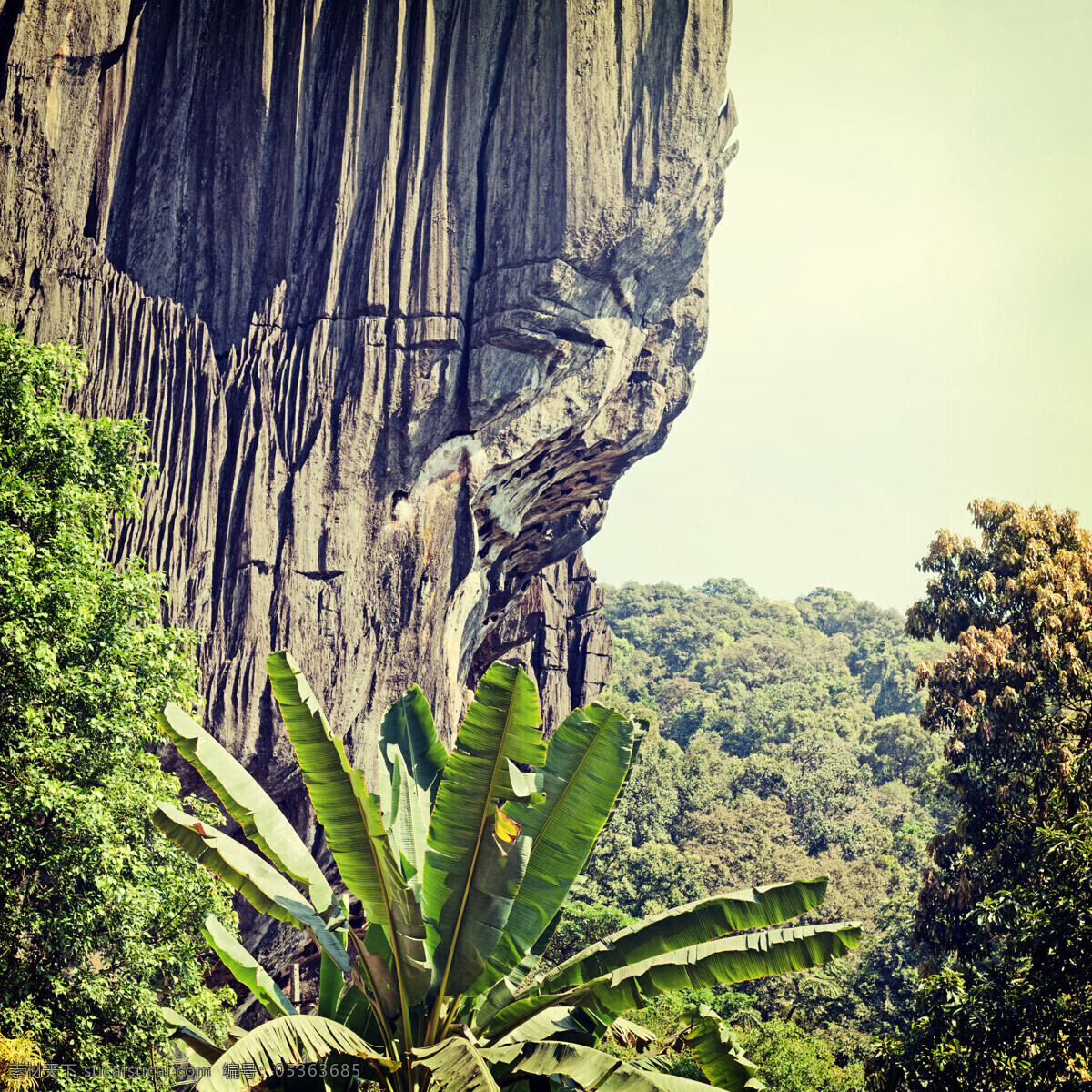 悬崖峭壁 上 植物 树木 风景 自然风光 其他艺术 文化艺术 黑色