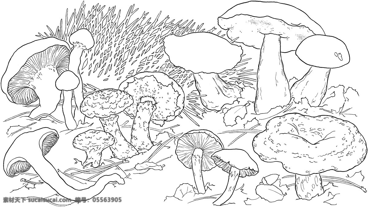 菌类 微生物 静物素描 设计素材 静物专辑 素描速写 书画美术 白色