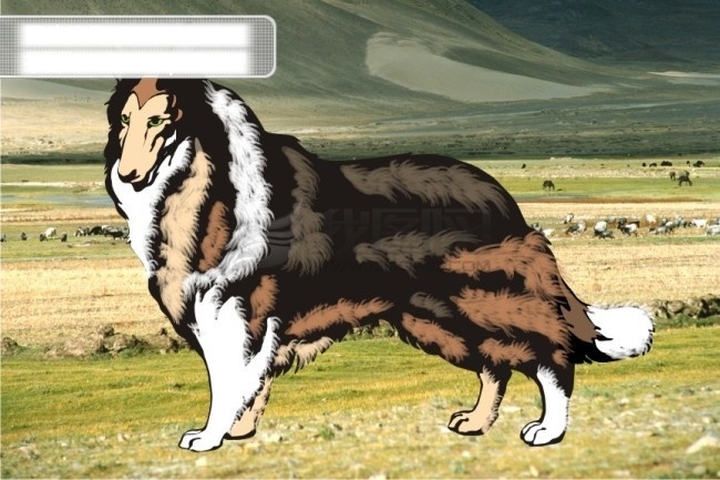 苏格兰 牧羊犬 动物 动物卡通 动物卡通画 动物矢量 矢量 库 狗 狗狗 苏格兰牧羊犬 狗狼