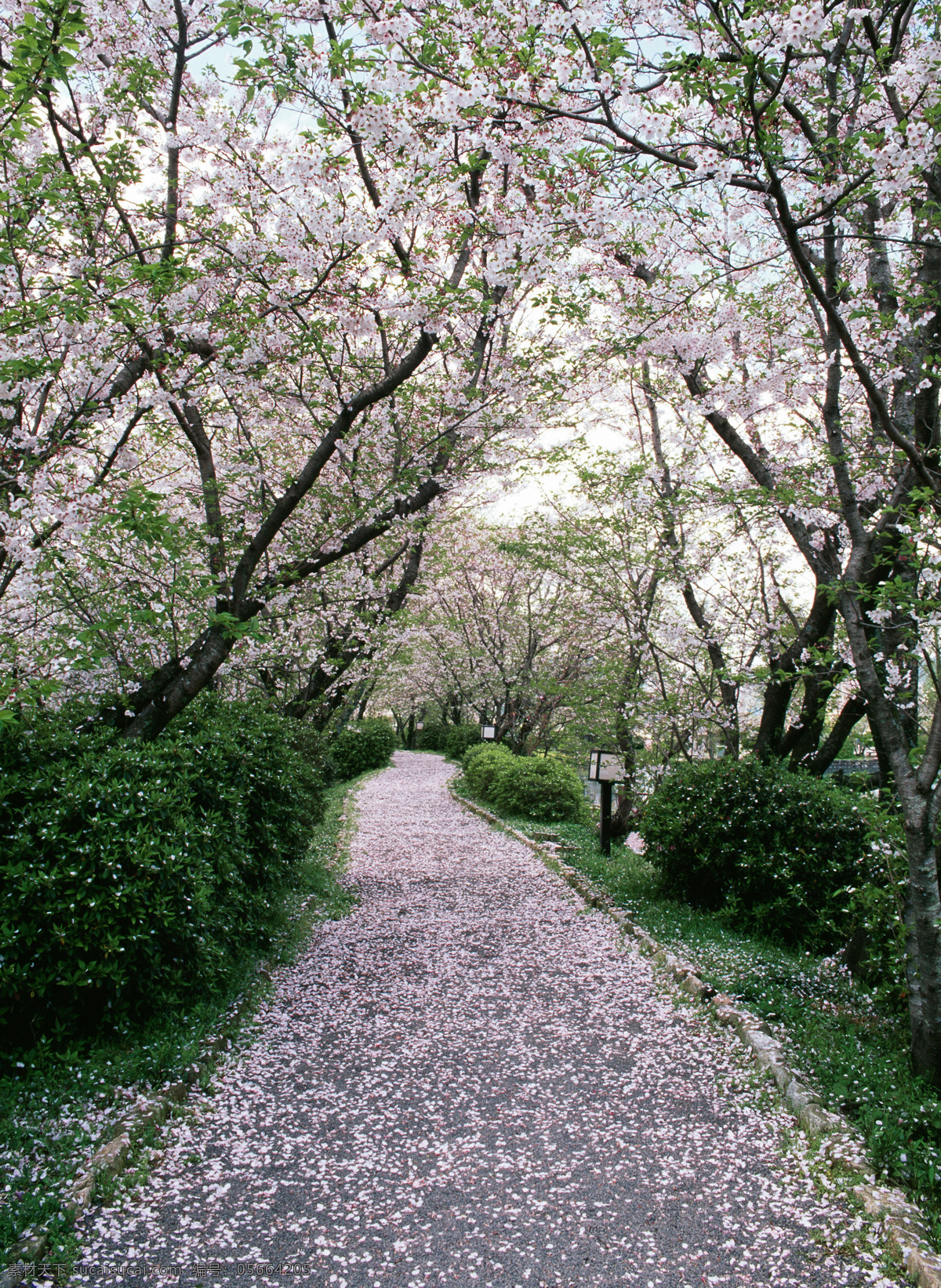 春季风景 春天风景 大自然 道路 风光 风景 高清风景 旅游摄影 春天 樱花 盛 开下 小路 树木 树林 公路 马路 自然风景 自然景观 psd源文件