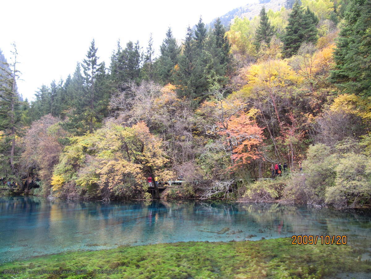 九寨沟的枫叶 九寨沟 枫叶 翠绿 嫣红 清澈 湛蓝的水 倒影 湖水 丛林 树木 山水 自然美景 自然风景 旅游摄影