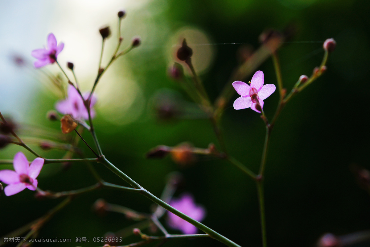 春天 花开 春天素材 花草 花蕾 生物世界 紫色花 春天花开