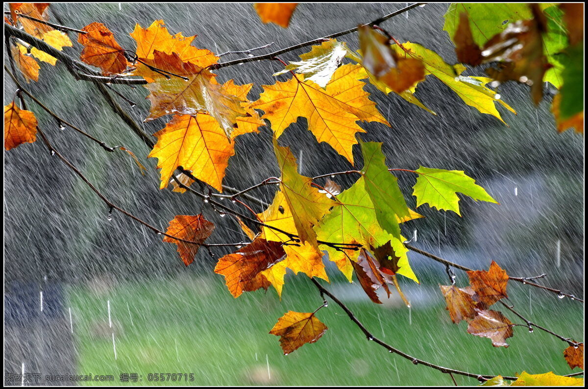 唯美 雨天 枫叶 风景 秋天的雨 秋天 雨水 秋雨 下雨