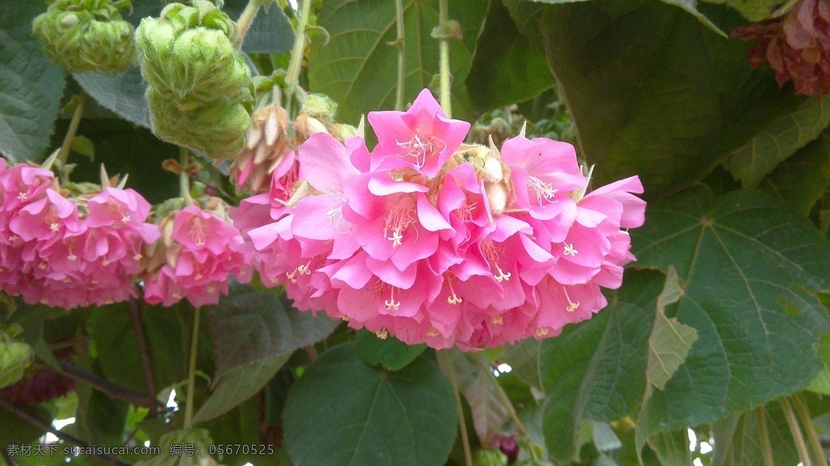 百铃花 非洲芙蓉 吊芙蓉 粉红球 绯红非洲芙蓉 热带绣球花 新品种 生物世界 树木树叶