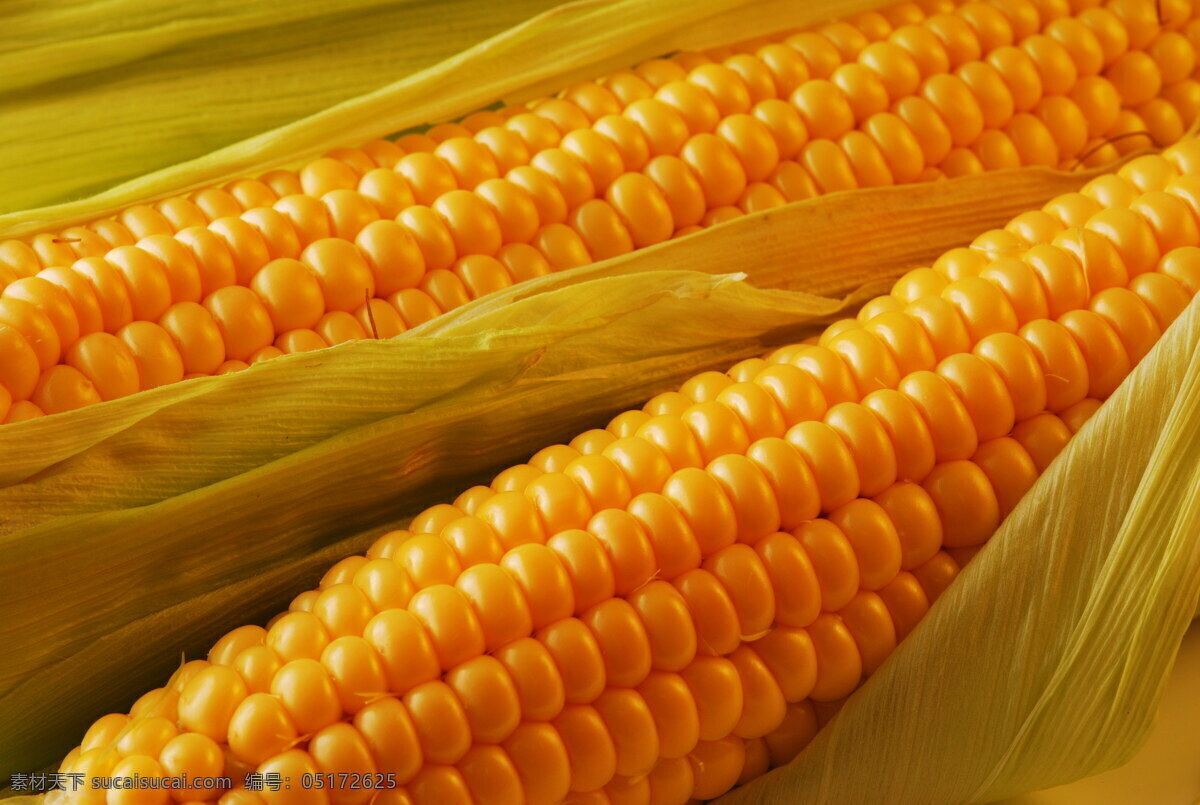 两个 金色 玉米棒 玉米 金色玉米 玉米穗 两个玉米 特写 食物 梁思 农作物 农产品 高清图片 蔬菜图片 餐饮美食